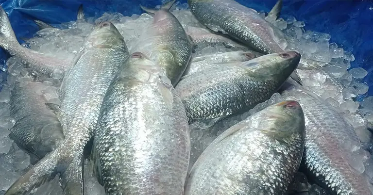 ইলিশ মাছ